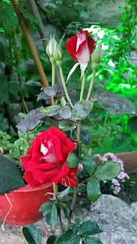 anatolia cave hotel pansion