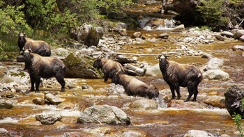 bhutan serviced apartments