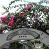 panarea
