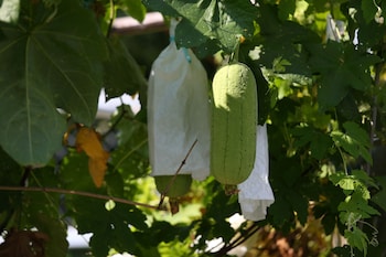 the wonderland bandb