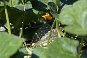 the wonderland bandb