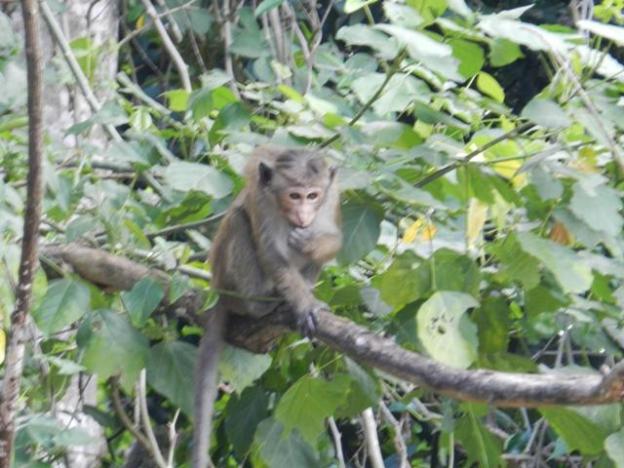 eeescart family resort