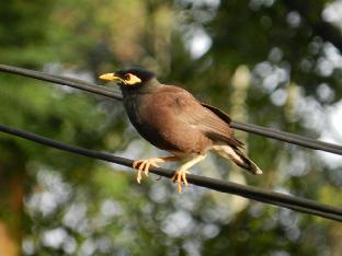 eeescart family resort