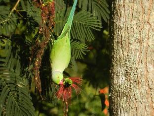 eeescart family resort