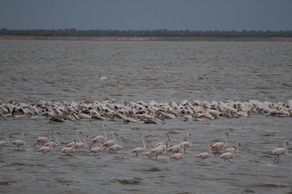 pelican lodge and camping