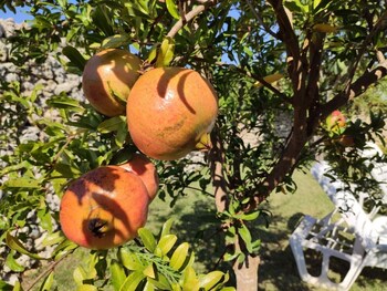 melendugno