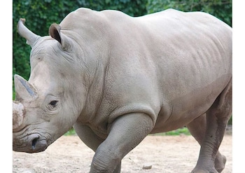 The Rhinos 2,Enfield>>Buckhurst Hill,0 star