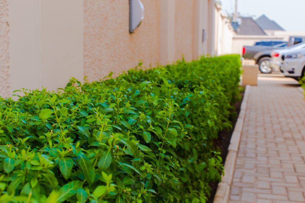 tennys place apartments