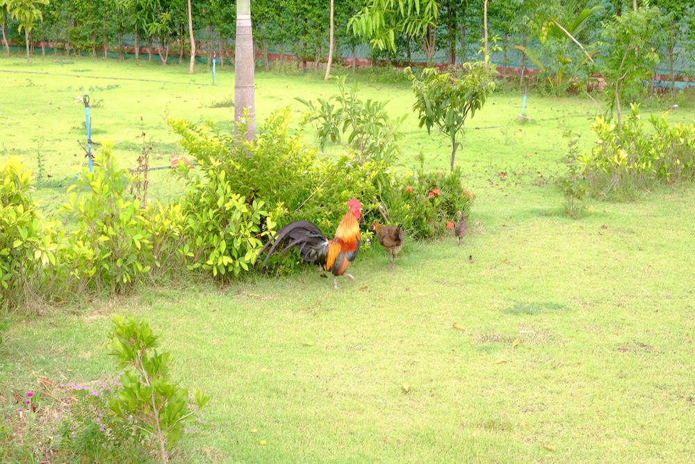 pluak daeng
