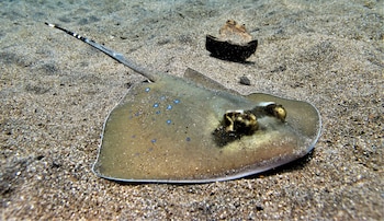 la bila dive resort amed