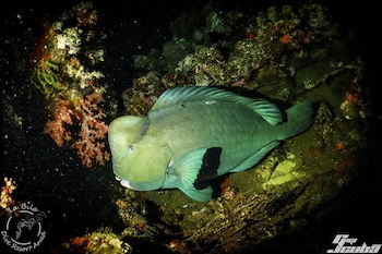 la bila dive resort amed