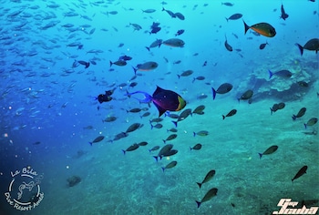 la bila dive resort amed