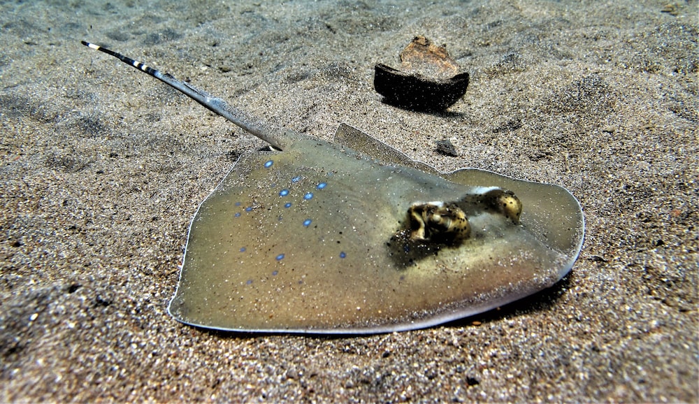 la bila dive resort amed