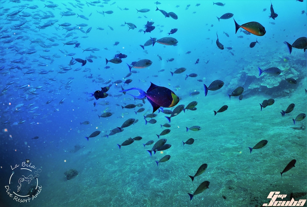 la bila dive resort amed