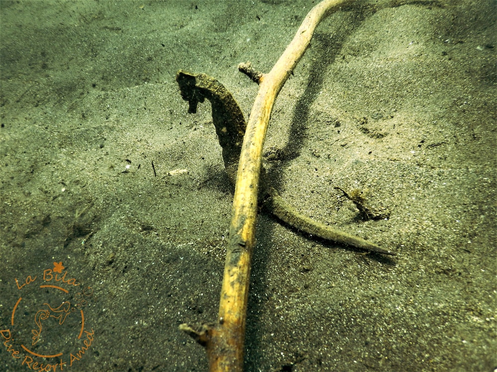 la bila dive resort amed