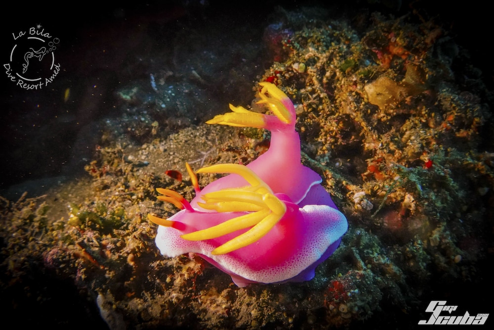 la bila dive resort amed