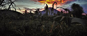 la bila dive resort amed