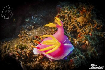 la bila dive resort amed