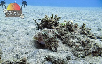 la bila dive resort amed