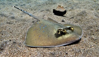 la bila dive resort amed