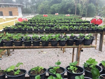 norn nab dao rimphu resort