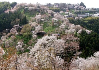 yoshino