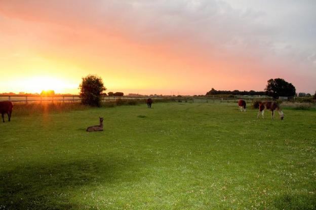 glamping with llamas