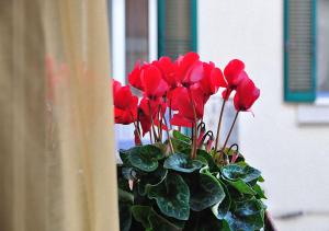 bandb donna eleonora