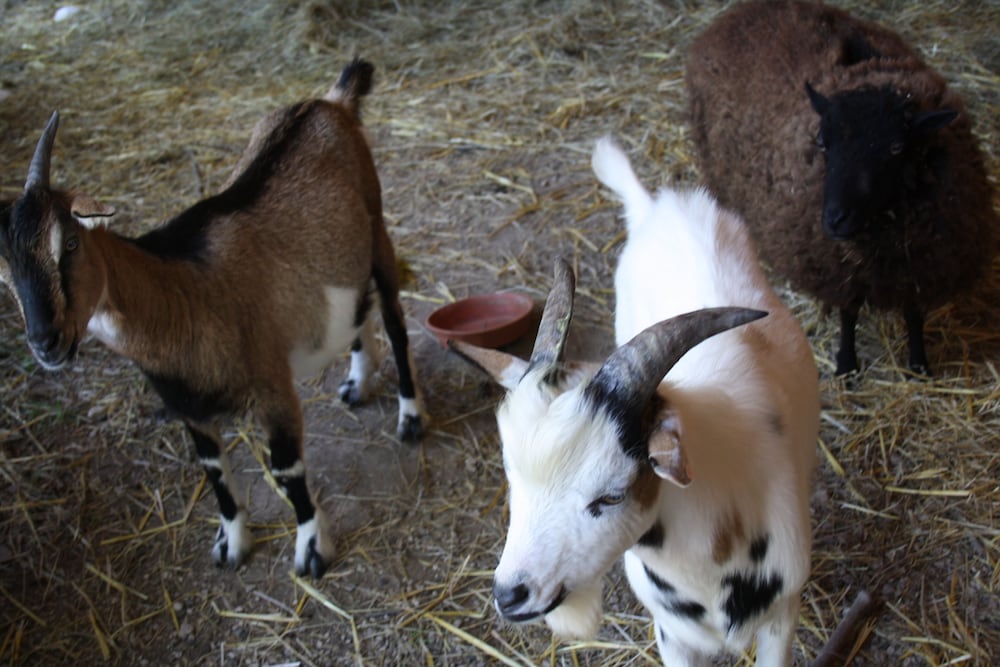 les roulottes de la champagne campground