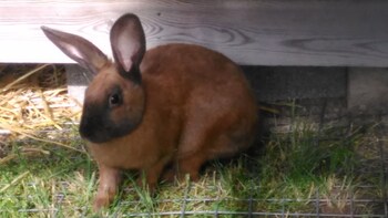 les roulottes de la champagne campground