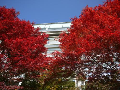 chugoku kappo ryokan kikusuitei