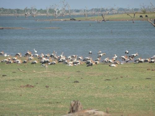 silent bungalow river side