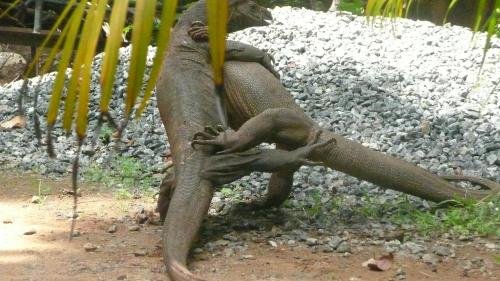 silent bungalow river side