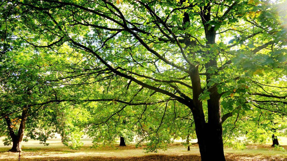 junction motel new norfolk