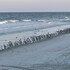 flamingo inn beachfront