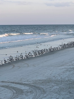 flamingo inn beachfront