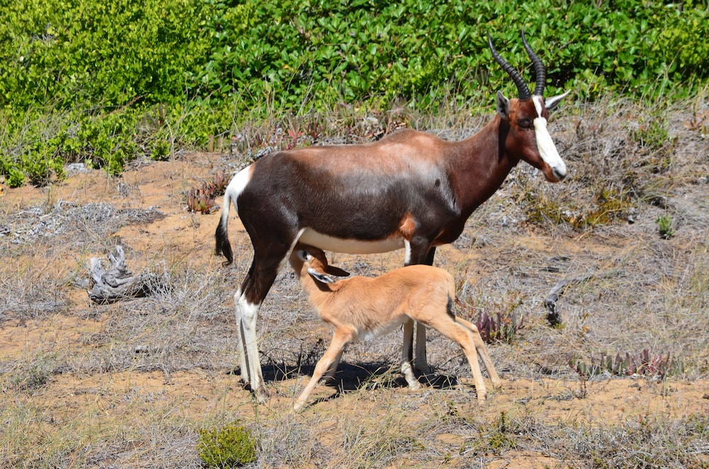 sonnekus boutique hotel and bistro