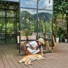 sapa jungle homestay