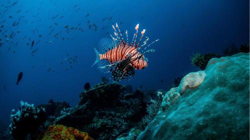 kempinski hotel and resort sariya yanbu