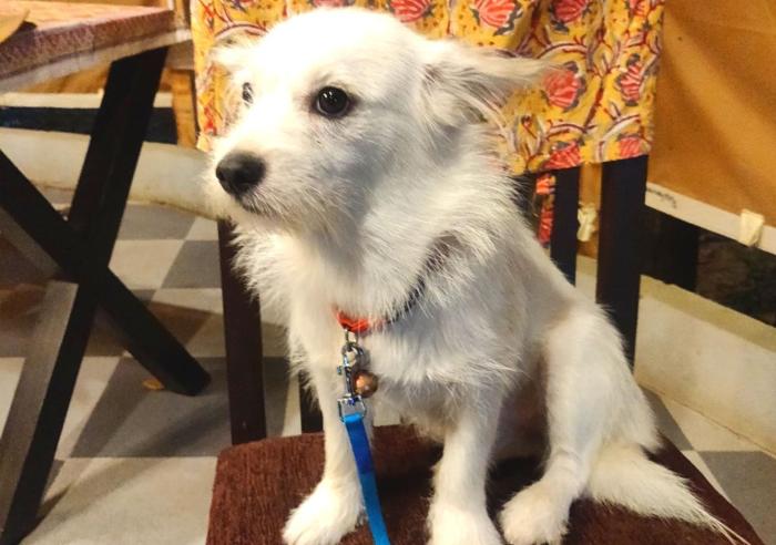 dev bhoomi farms and cottages