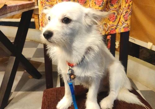 dev bhoomi farms and cottages