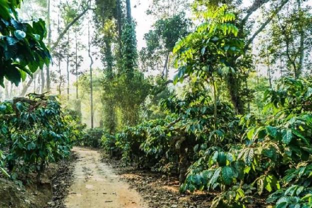 green glade coorg