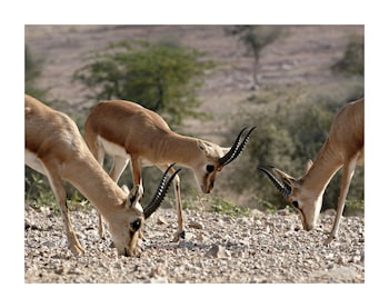 manvar shergarh the desert resort