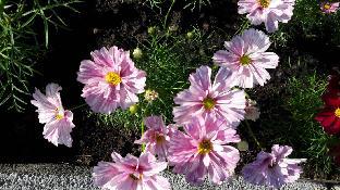 jit dee home khao kho