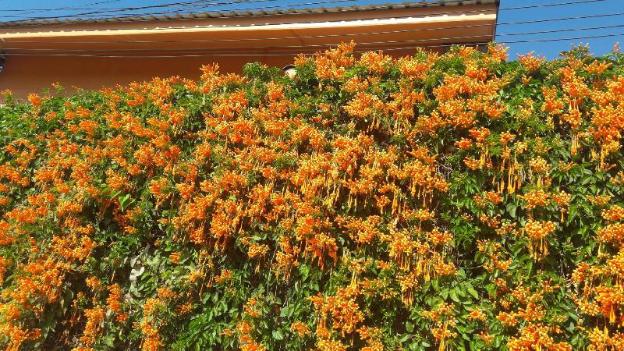 jit dee home khao kho