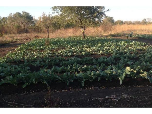 livingstone guest farm