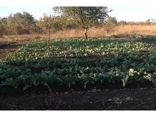 livingstone guest farm