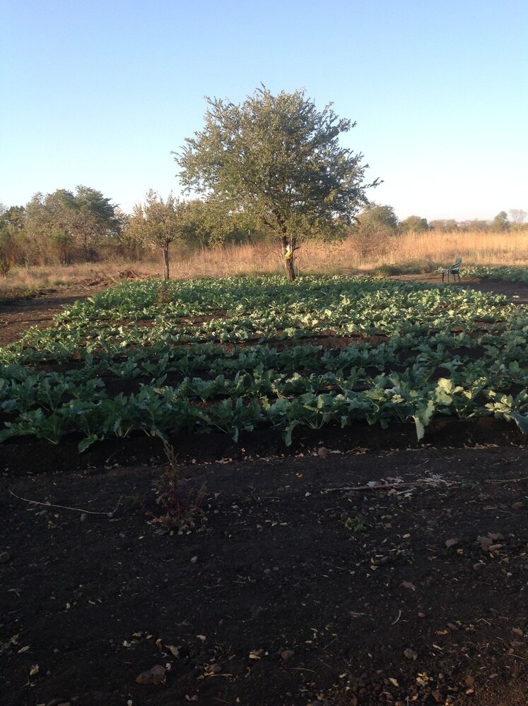 livingstone guest farm