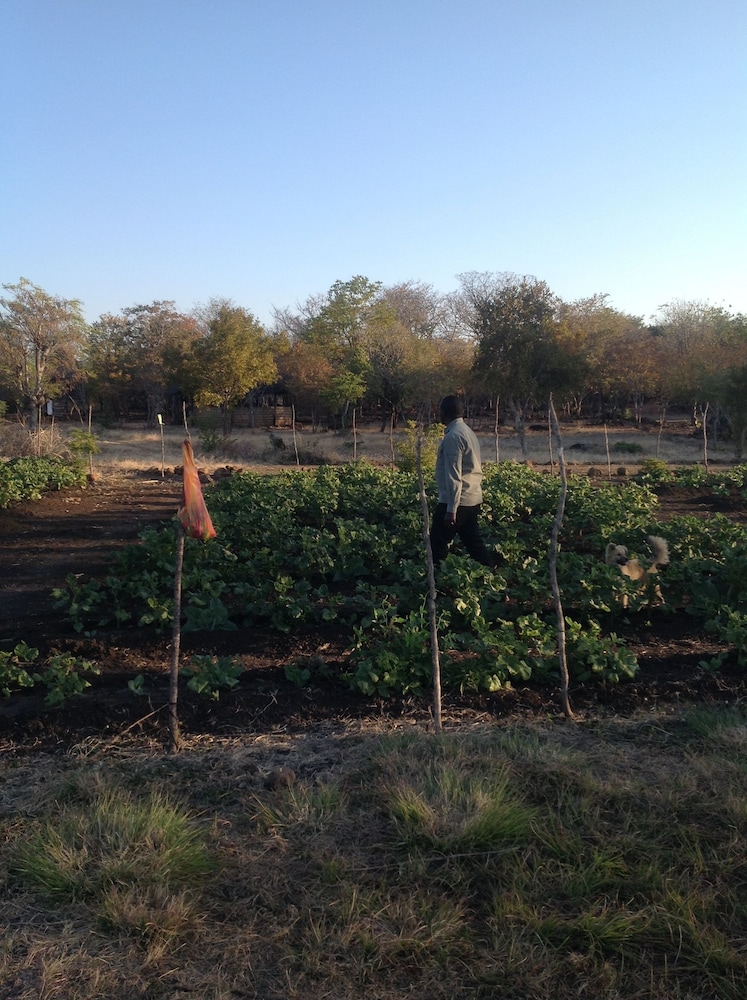livingstone guest farm