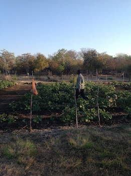 livingstone guest farm